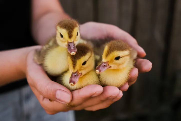 3 baby ducks